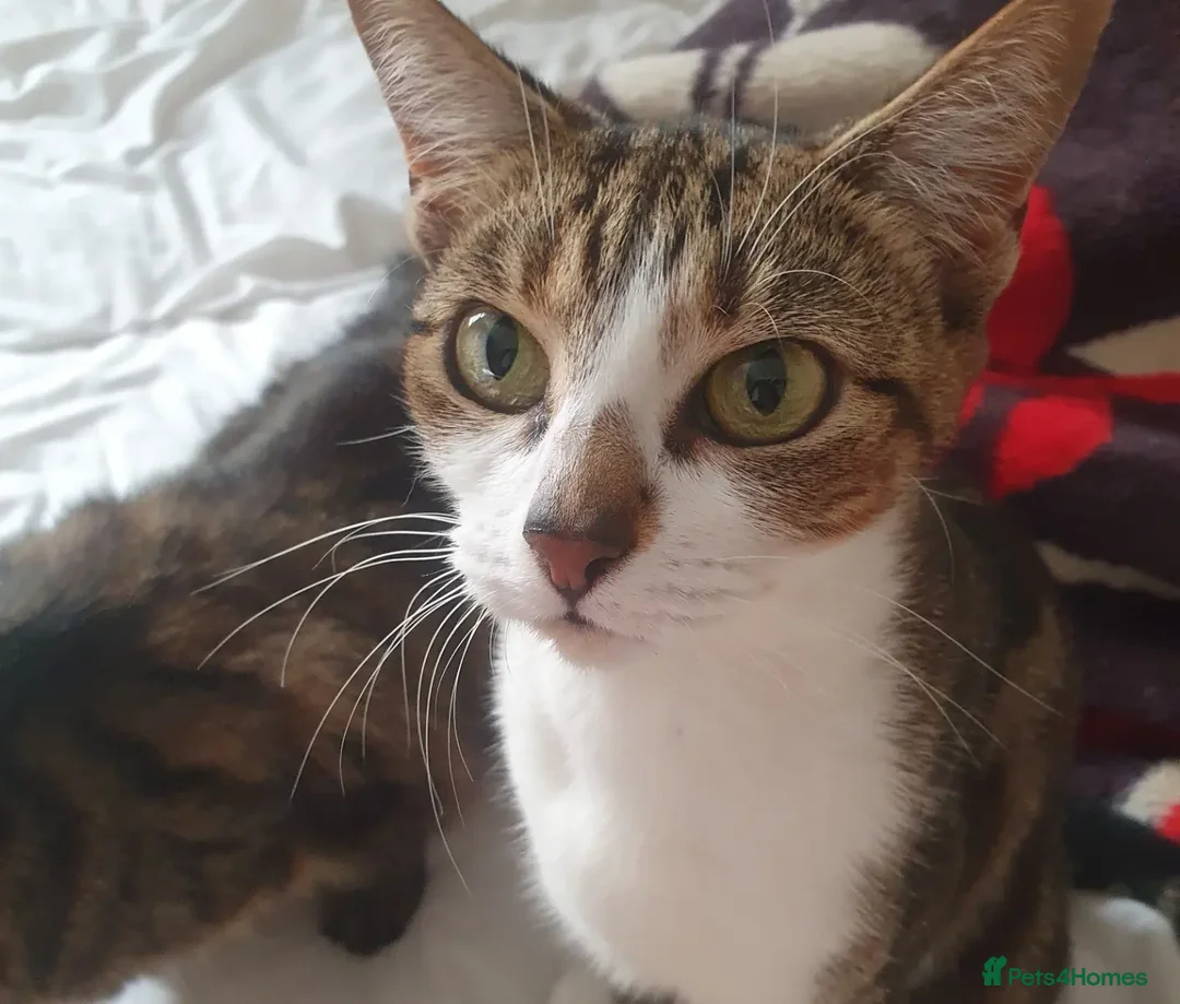 Mixed Breed cats for sale: Tabby Girl *Please Read Description* - Image 6
