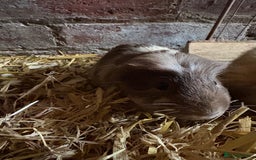 Guinea Pig rodents for sale: Baby Guinea pig very friendly  - Image 4