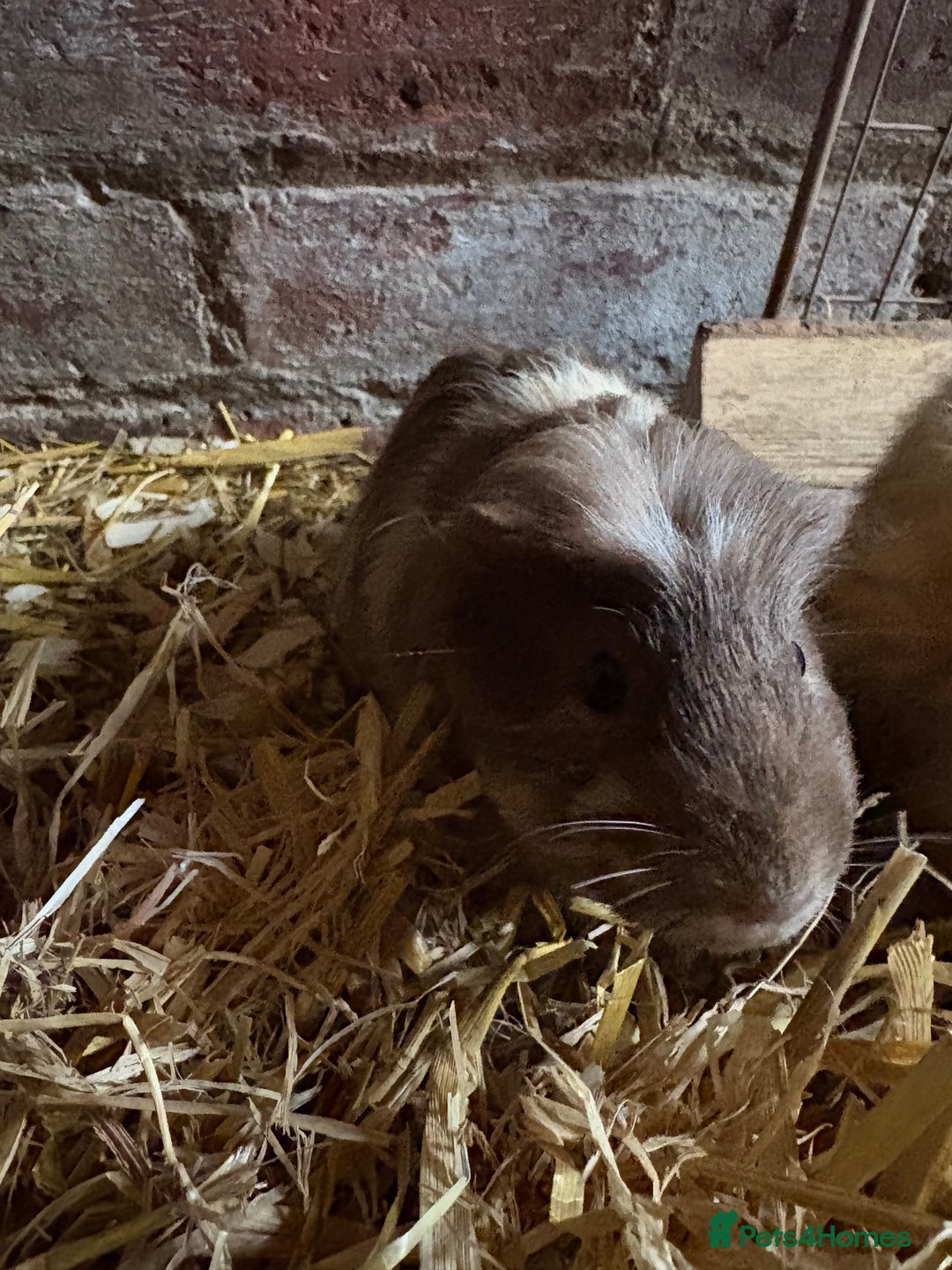 Guinea Pig rodents for sale: Baby Guinea pig very friendly  - Image 4
