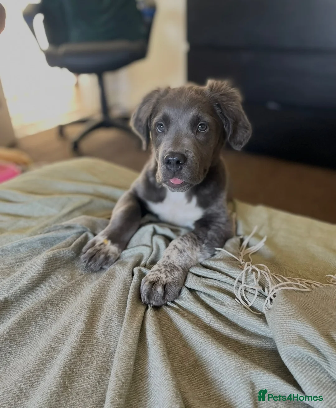 Cocker Spaniel dogs for sale: 5 month old female Cocker spaniel X in Wednesbury - Advert 2