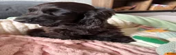 Cocker Spaniel dogs for sale: KC Reg Show Cocker Spaniel Puppy in Aberdeen - Advert 2