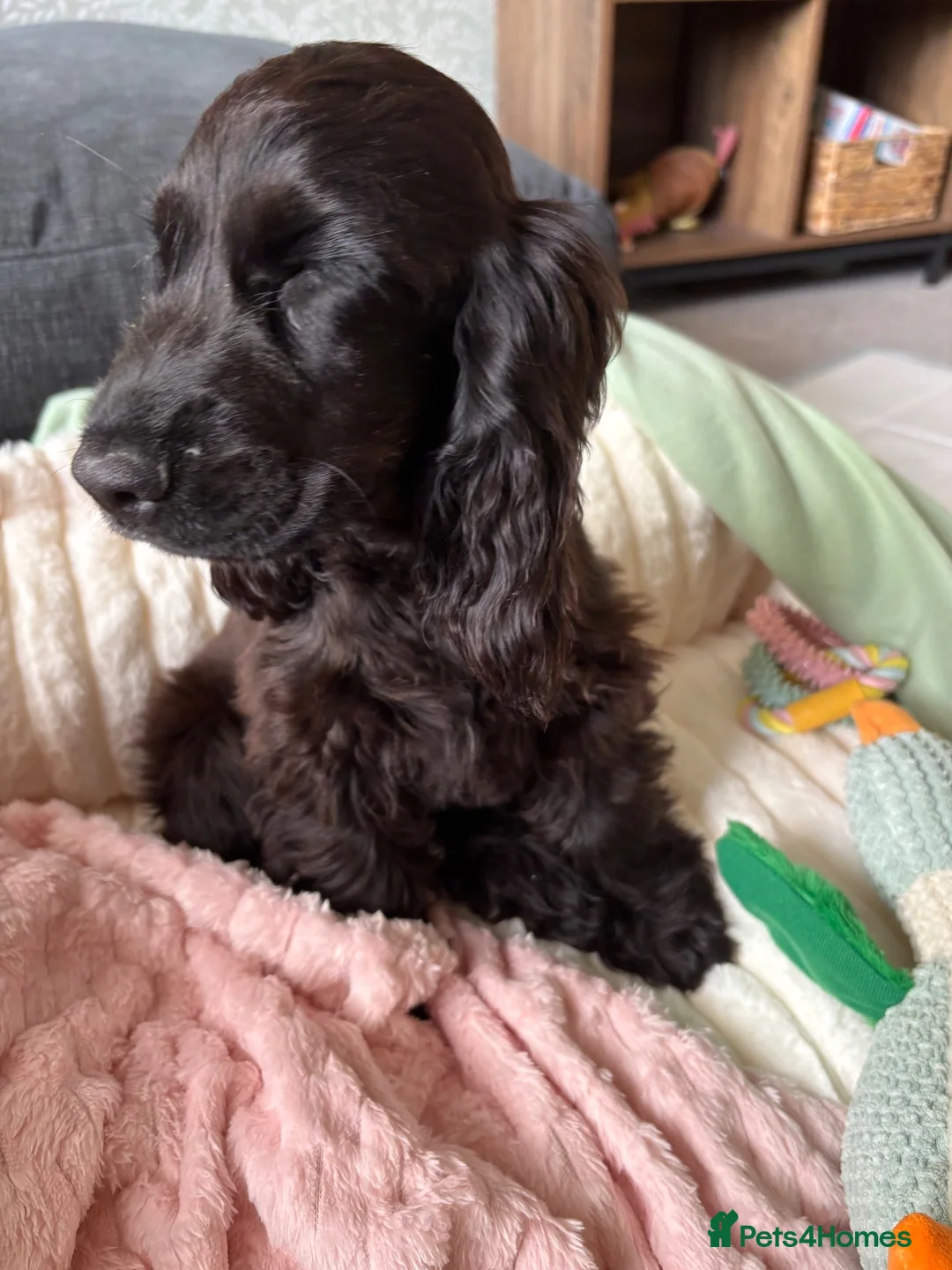 Cocker Spaniel dogs for sale: KC Reg Show Cocker Spaniel Puppy in Aberdeen - Advert 2
