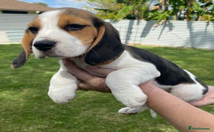 Beagle dogs - Advert 1
