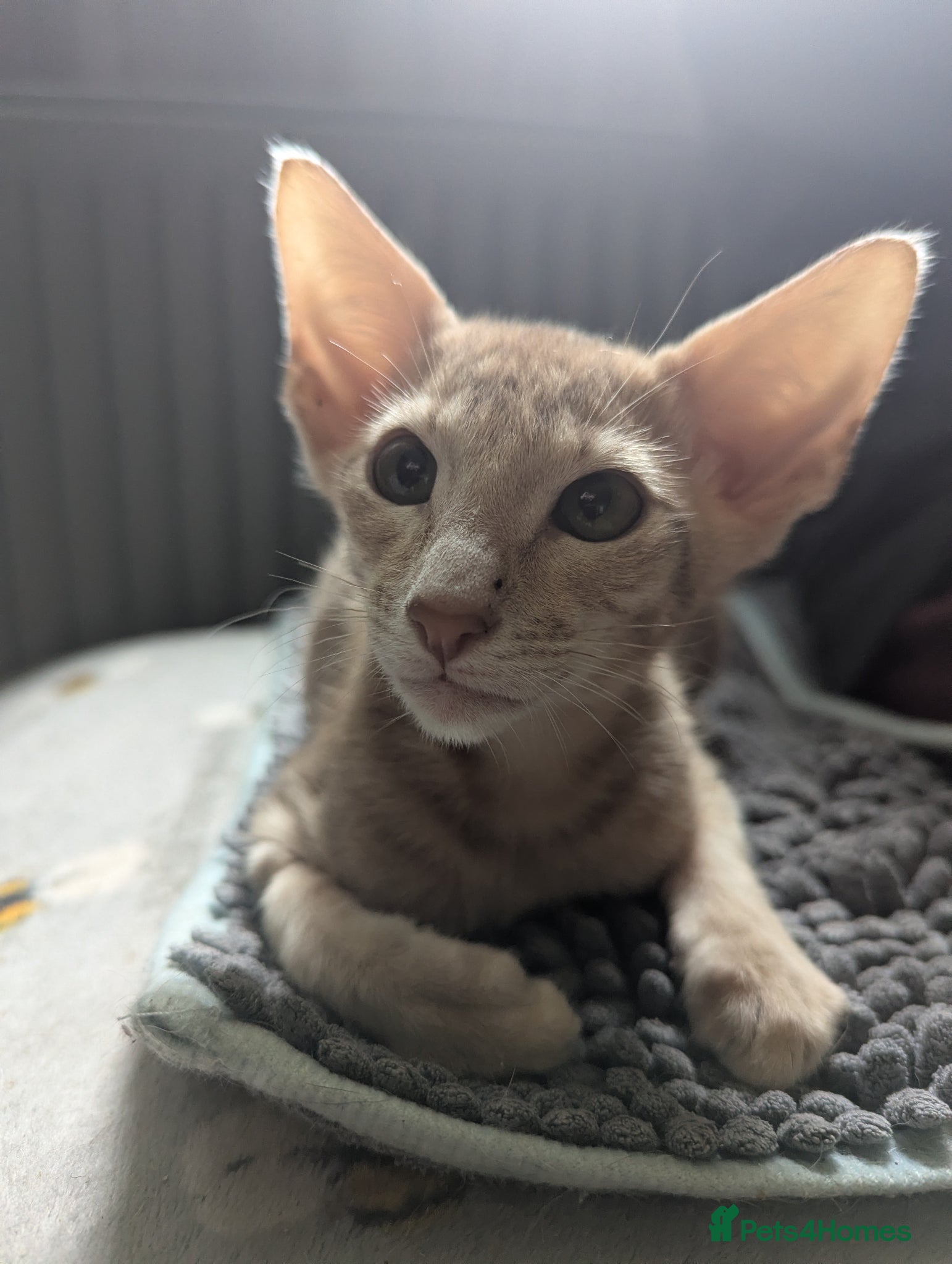 Oriental cats for sale: Ready now! Stunning spotty boy - Advert 3