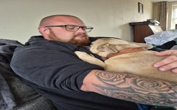 French Bulldog dogs for adoption: 💙 BISCUIT -sweet  11 months boy(neutered)💙 - Image 9