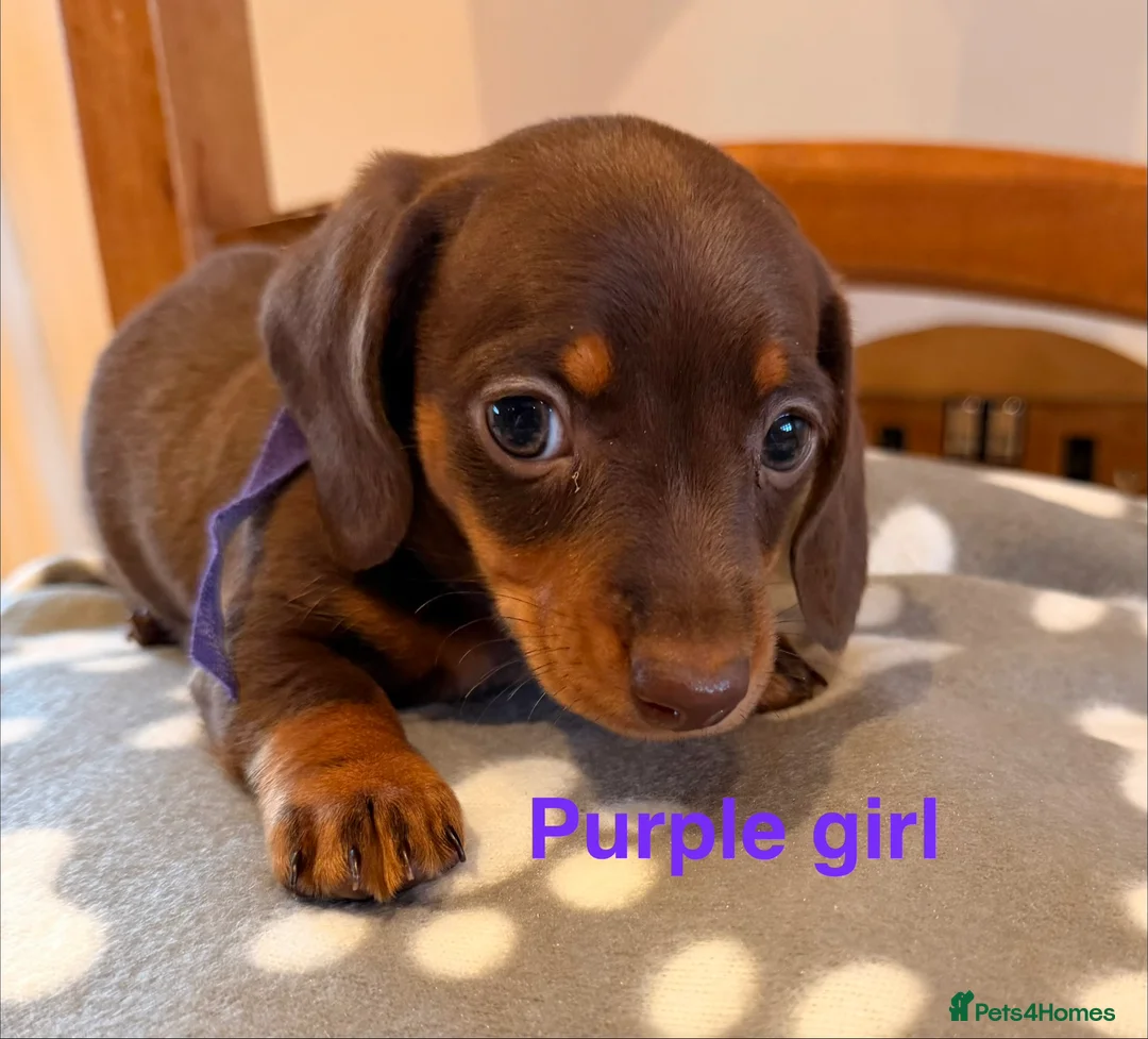 Miniature Dachshund dogs for sale: 5 miniature dachshund puppies  - Advert 11