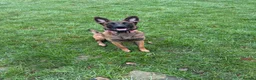 Belgian Shepherd Dog dogs for sale: Belgian malinois female - Advert 4