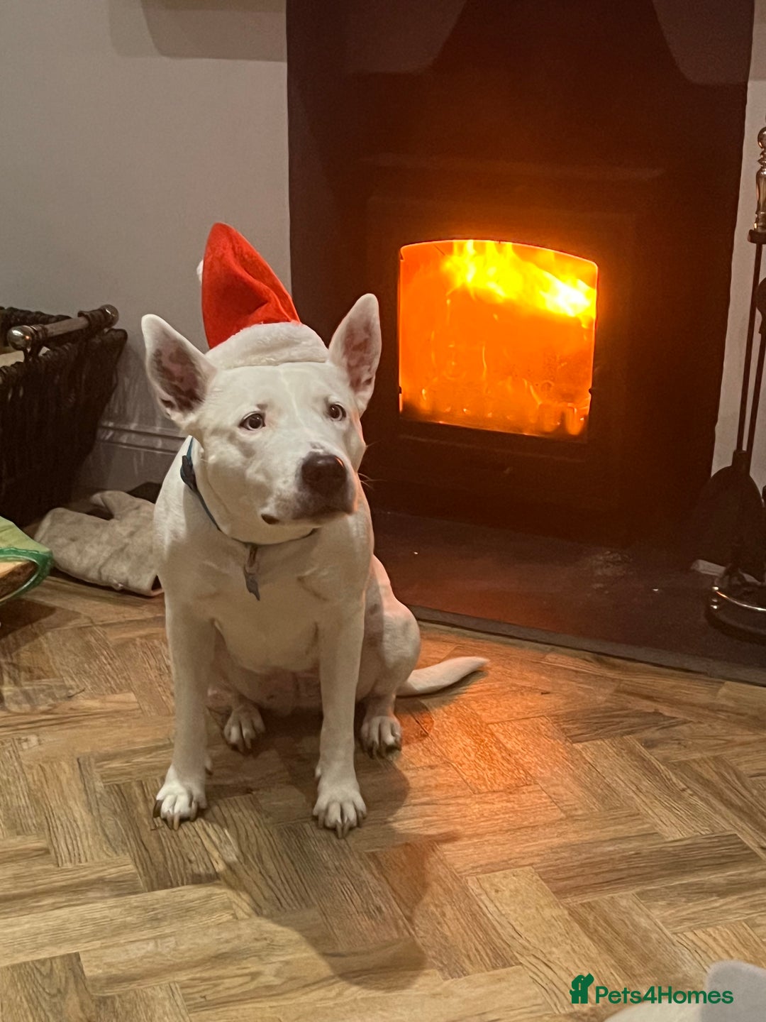 Mixed Breed dogs for sale: Re homing of our beloved dog - Image 3