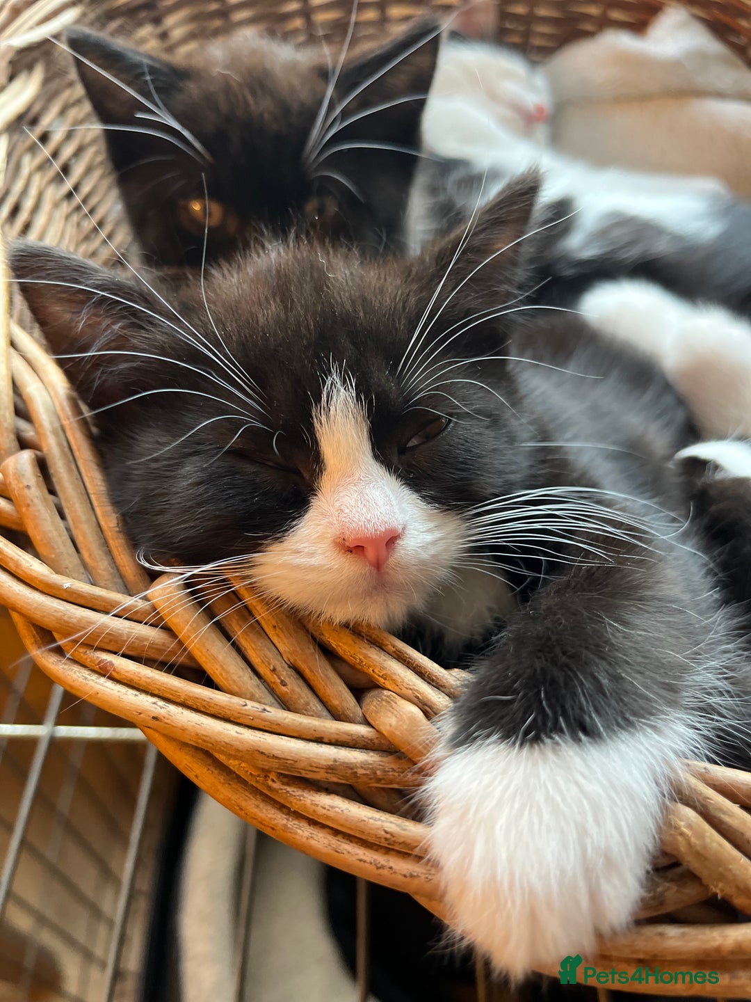 Mixed Breed cats for sale: Gorgeous litter of kittens British Blue X - Image 9