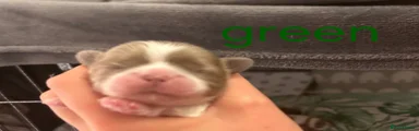 Shih Tzu 4