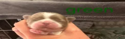 Shih Tzu dogs for sale: IMPERIAL SHITZU 5 BOYS 1 GIRL  - Advert 7