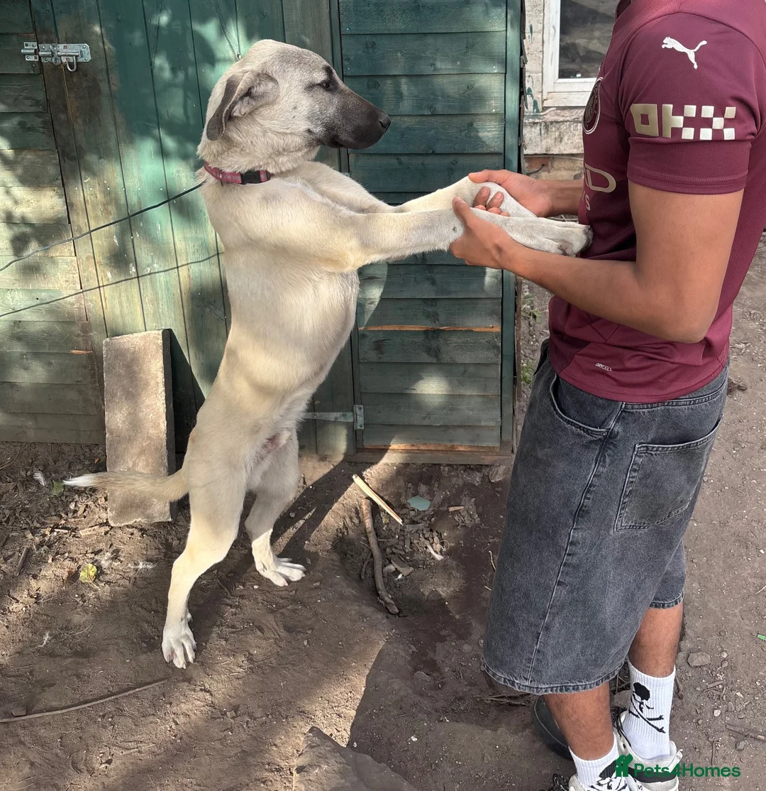 Turkish Kangal dogs for sale: 6 Month Old Male Turkish Kangal - Advert 6