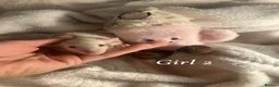 Rat rodents for sale: Baby rats  - Advert 4