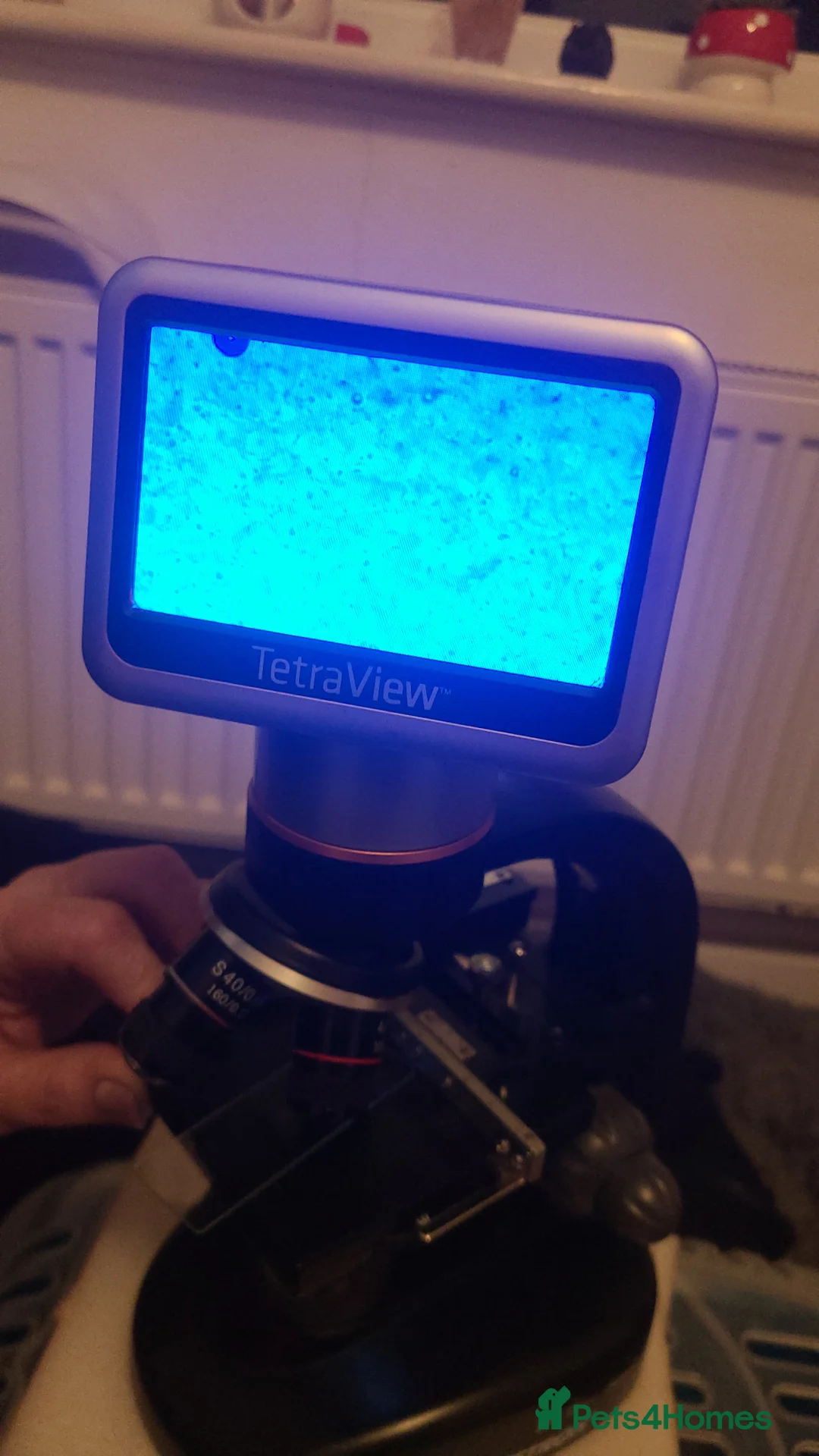 Pomeranian dogs for stud: White KC Registered pomeranian. *Stud duties only* - Advert 2