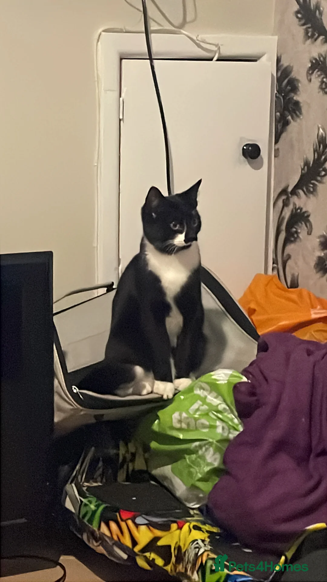 Mixed Breed cats for sale: Smokey and Milo  - Advert 2