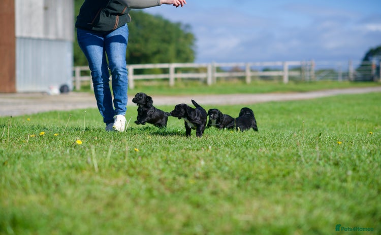 Cocker Spaniel dogs - Advert 14