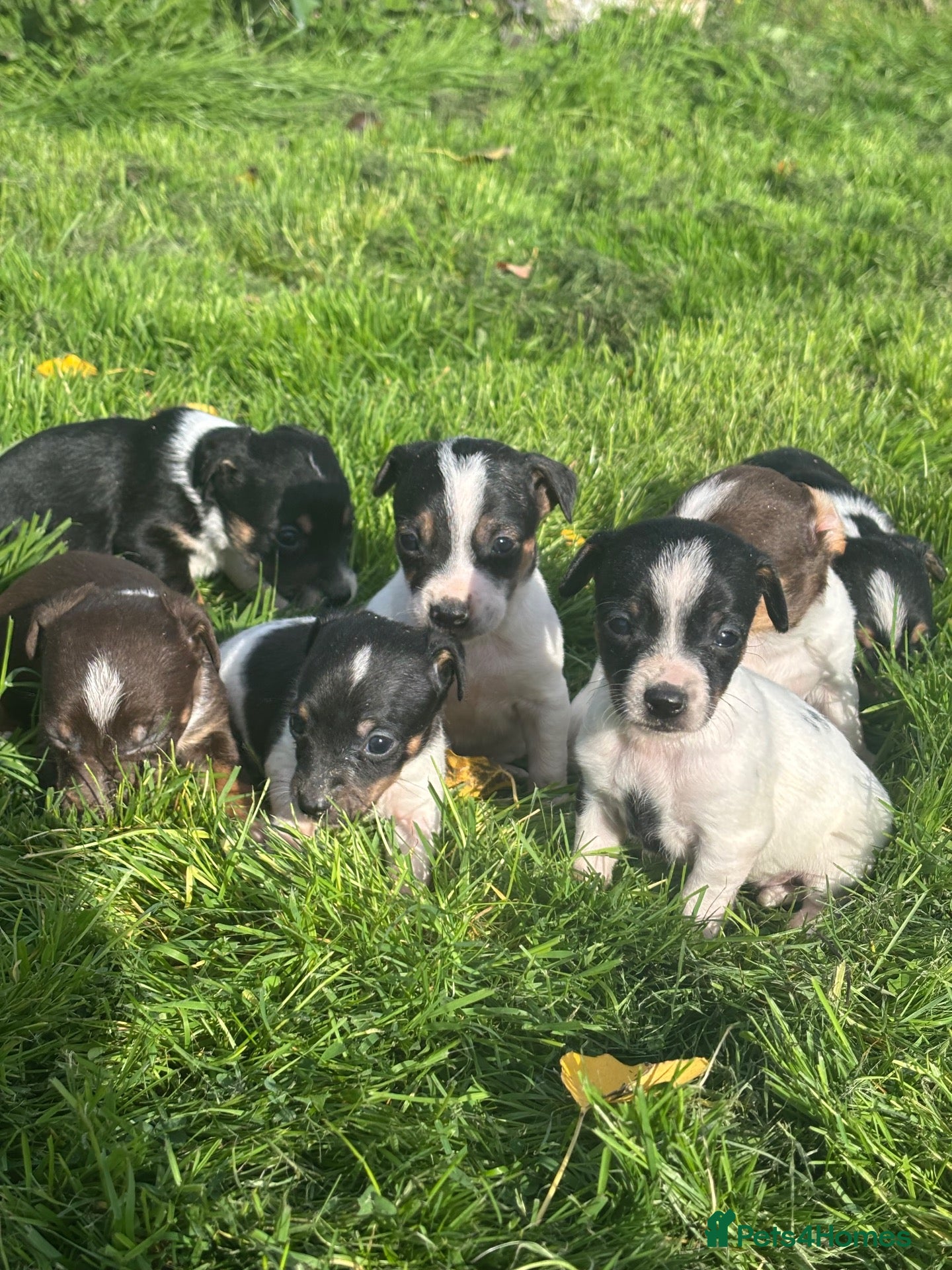 Jack Russell dogs jack Russel puppies for sale  - Advert 1