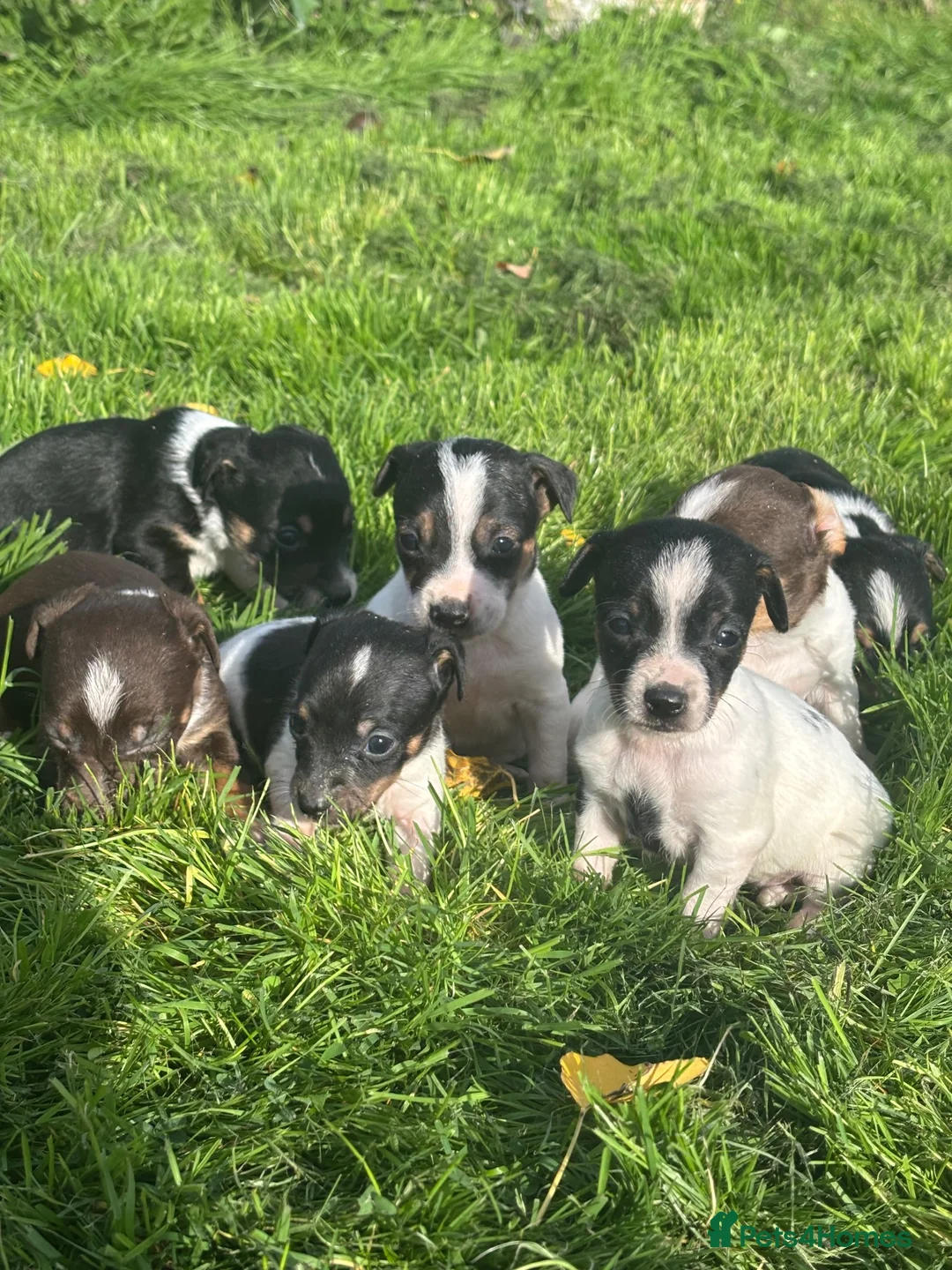 Jack Russell dogs for sale: jack Russel puppies for sale  - Advert 1