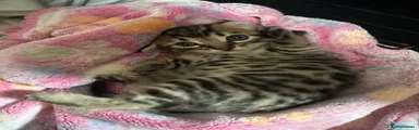 Bengal 1