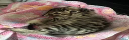 Bengal cats for sale: Bengal mix kittens  in Manchester - Advert 5