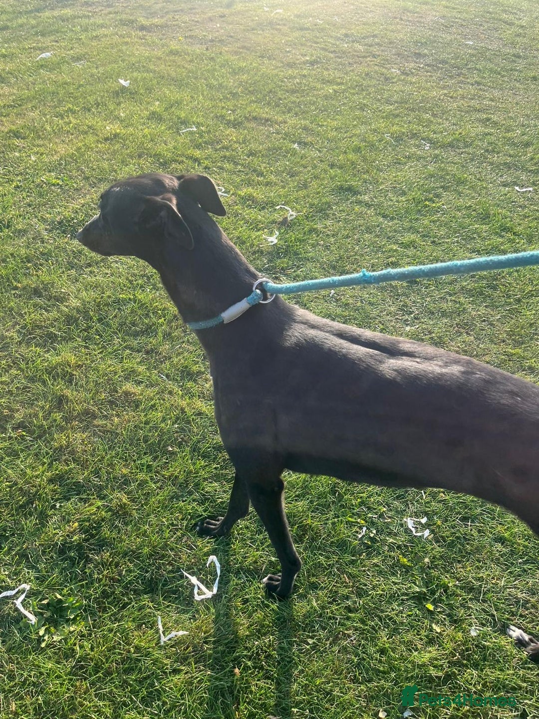 Greyhound dogs for sale: Boe ex racing bitch - Advert 4