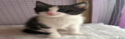 Ragdoll cats for sale: Ragdoll Cross long coated kittens - Advert 6