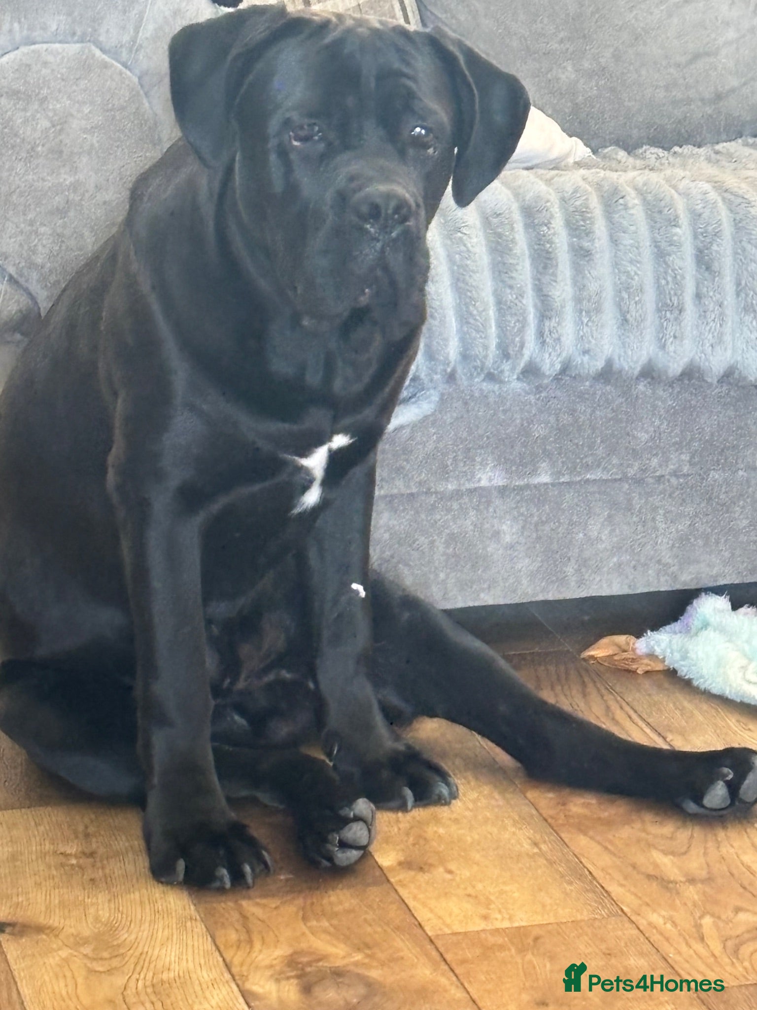 Cane Corso dogs 7 month old male cane corso  - Advert 4
