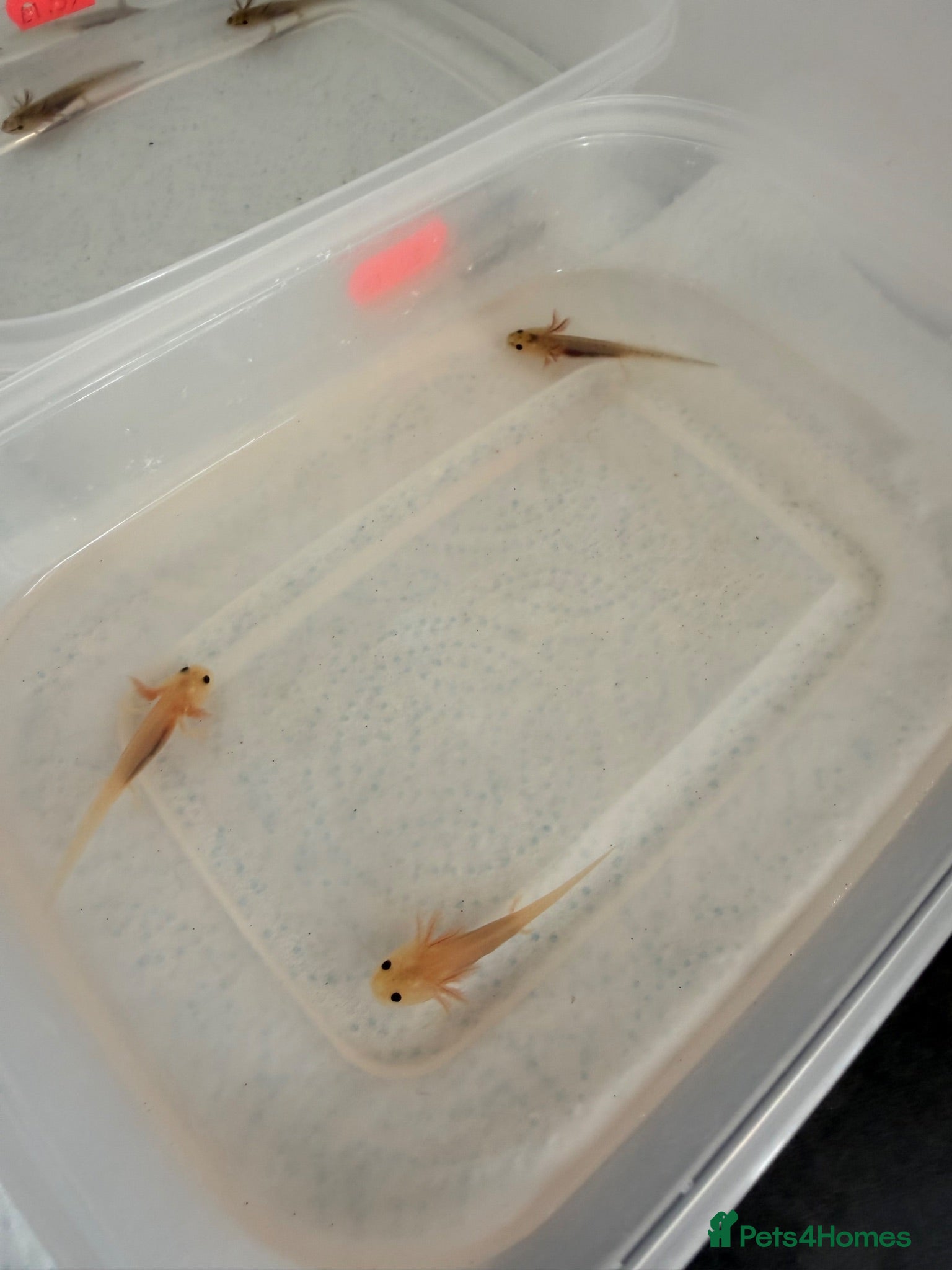 Axolotl reptiles Axolotls - Mixed Colours - Advert 5