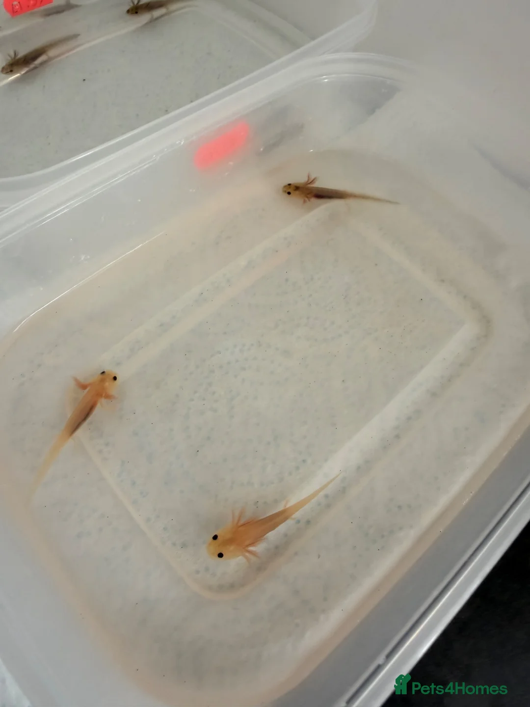 Axolotl reptiles for sale: Axolotls - Mixed Colours in Hayes - Advert 1