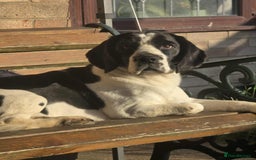 Bocker dogs for sale: Rocky beagle and cocker spaniel mix - Image 2
