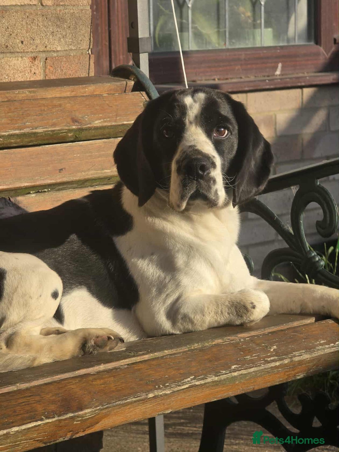 Bocker dogs for sale: Rocky beagle and cocker spaniel mix - Image 2