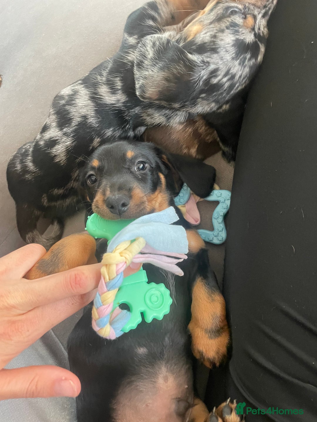 Miniature Dachshund dogs for sale: Ready for new homes Mini Dachshund  - Image 27