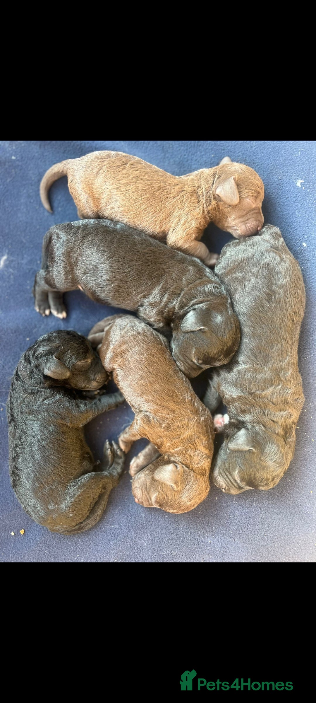 Bedlington Terrier dogs for stud: Bedlington for stud  in Chesterfield - Image 19