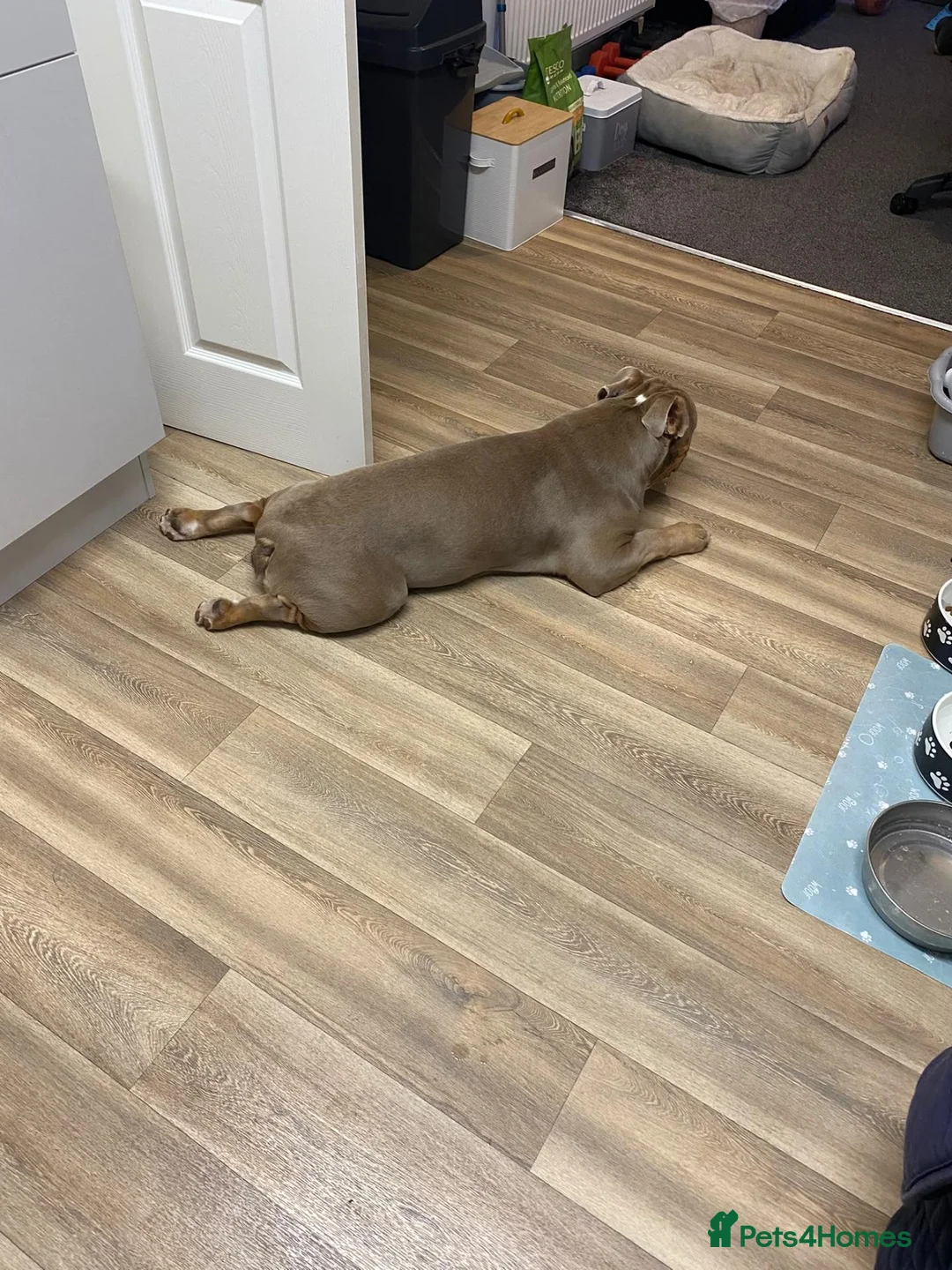 Olde English Bulldogge dogs for sale: Bruno in Coalville - Advert 3