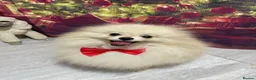 Pomeranian dogs for sale: Pomeranian Stud in Rugby - Advert 1