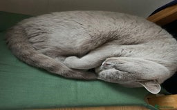 British Shorthair cats for sale: ⭐ Beautiful British Shorthair Hazel, 3.5 Years Old - Advert 4