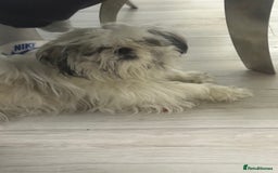 Shih Tzu dogs for sale: Bruno 1 years old 4 months  - Image 2