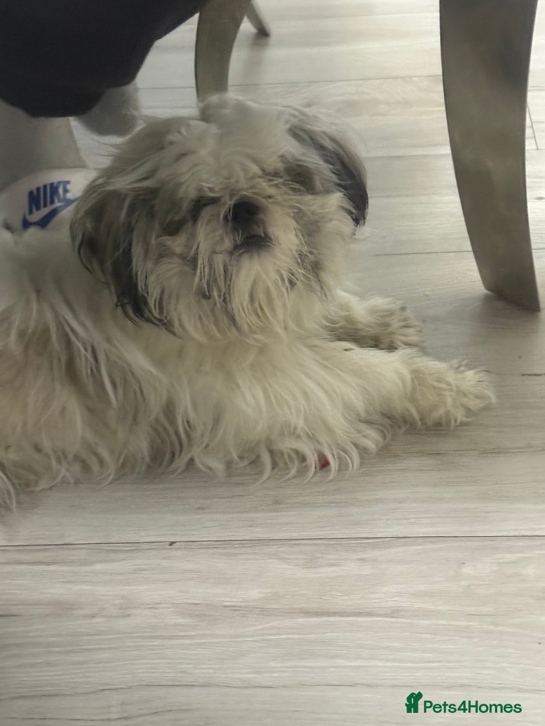 Shih Tzu dogs for sale: Bruno 1 years old 4 months  - Image 2