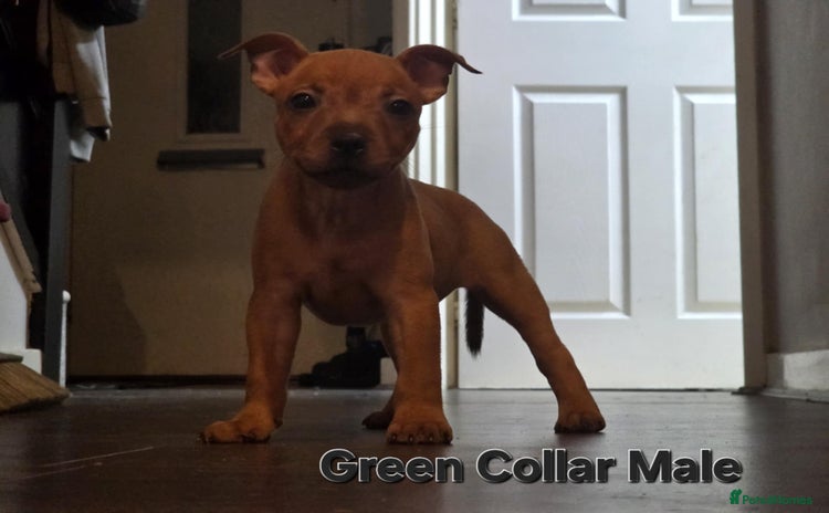 Staffordshire Bull Terrier dogs - Advert 9