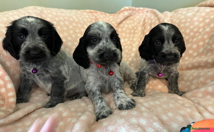 Cocker Spaniel dogs - Advert 1