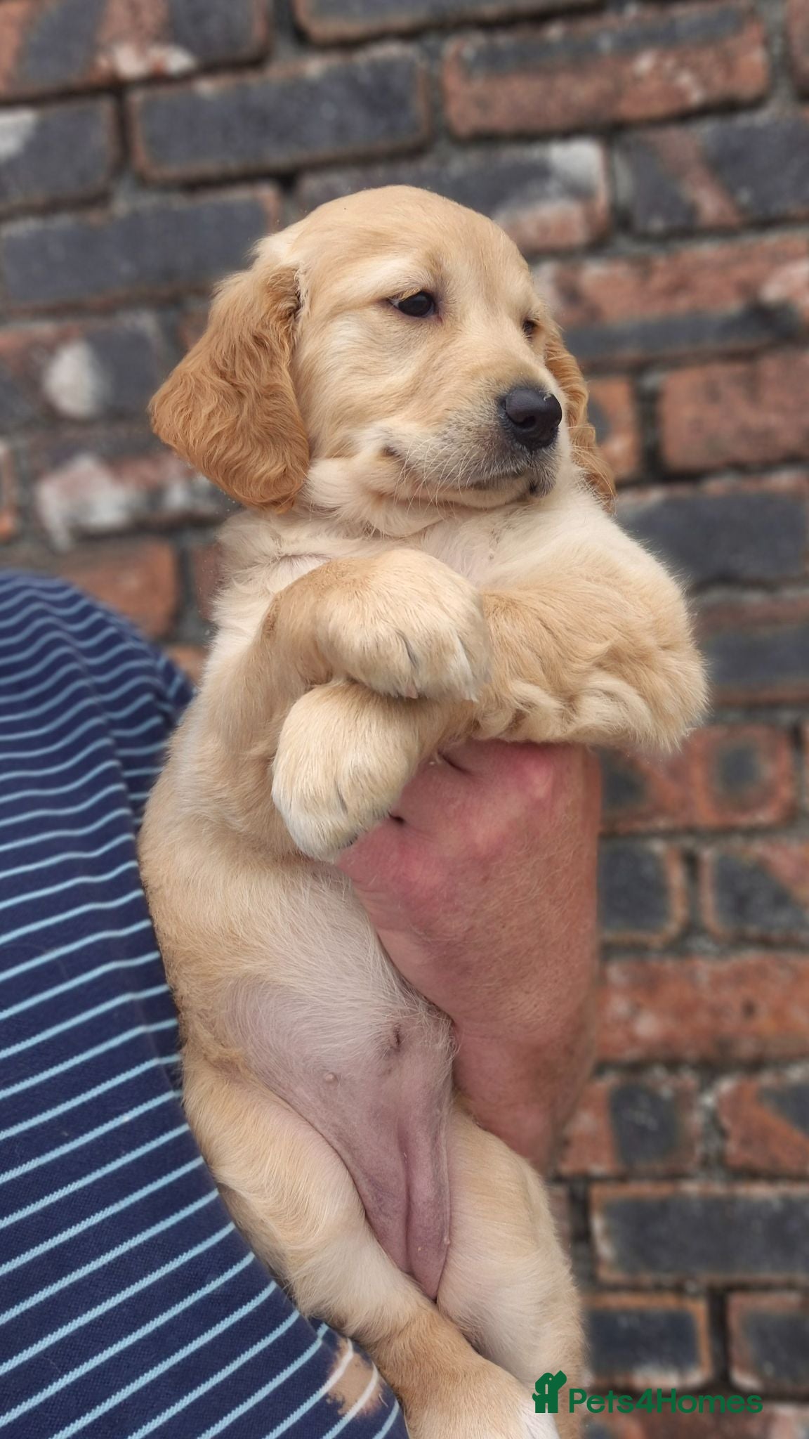 Golden Retriever dogs KC GOLDEN RETRIEVER PUPS, HEALTH TESTED PARENTS - Advert 2