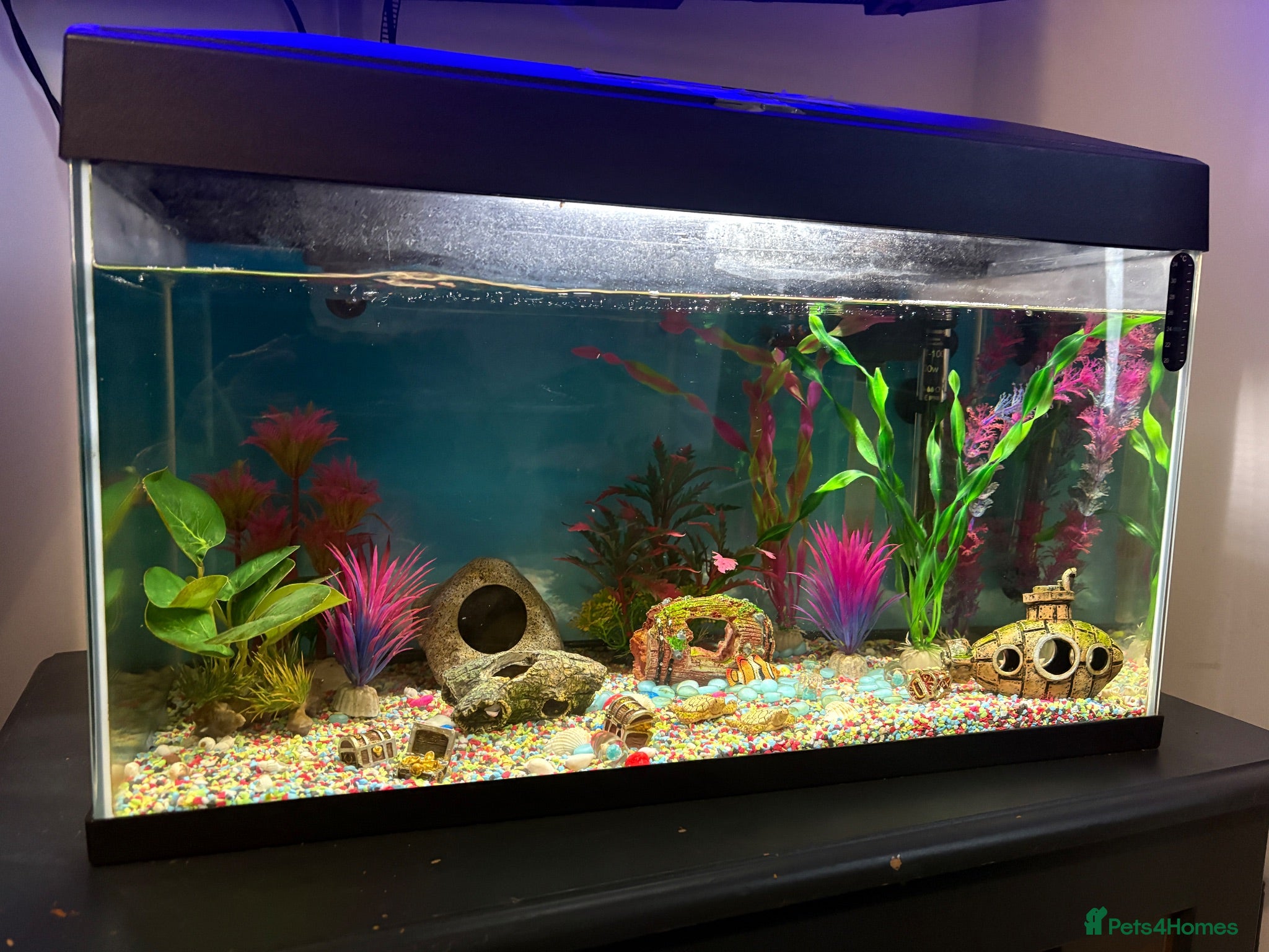 Other/Mixed Breed fish Fish tank 60L with 4 fish and 1 shrimp - Advert 1