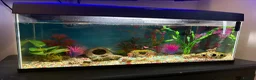 Other/Mixed Breed fish for sale: Fish tank 60L with 4 fish and 1 shrimp - Advert 1