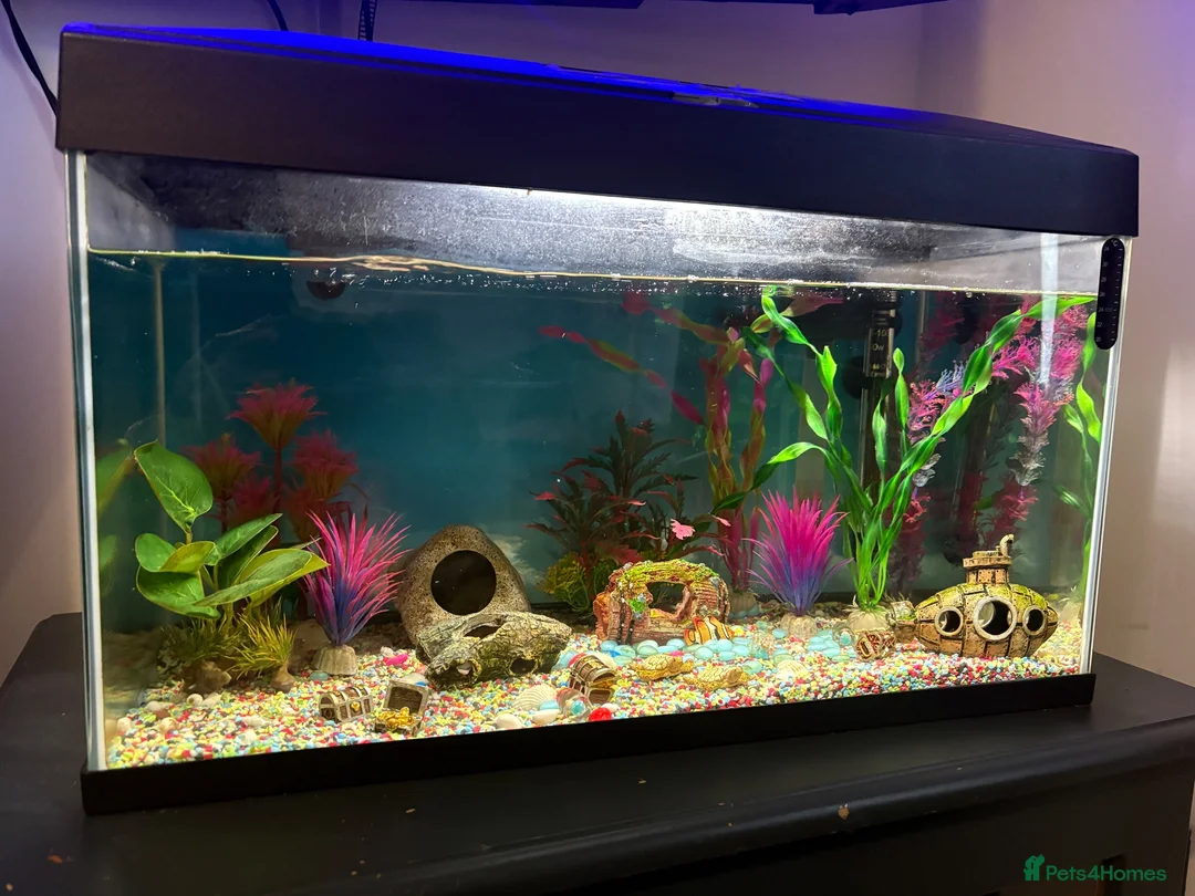 Other/Mixed Breed fish for sale: Fish tank 60L with 4 fish and 1 shrimp - Advert 1