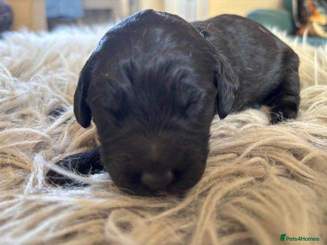 Goldendoodle dogs for sale: 12 Stunning Goldendoodles - Image 7