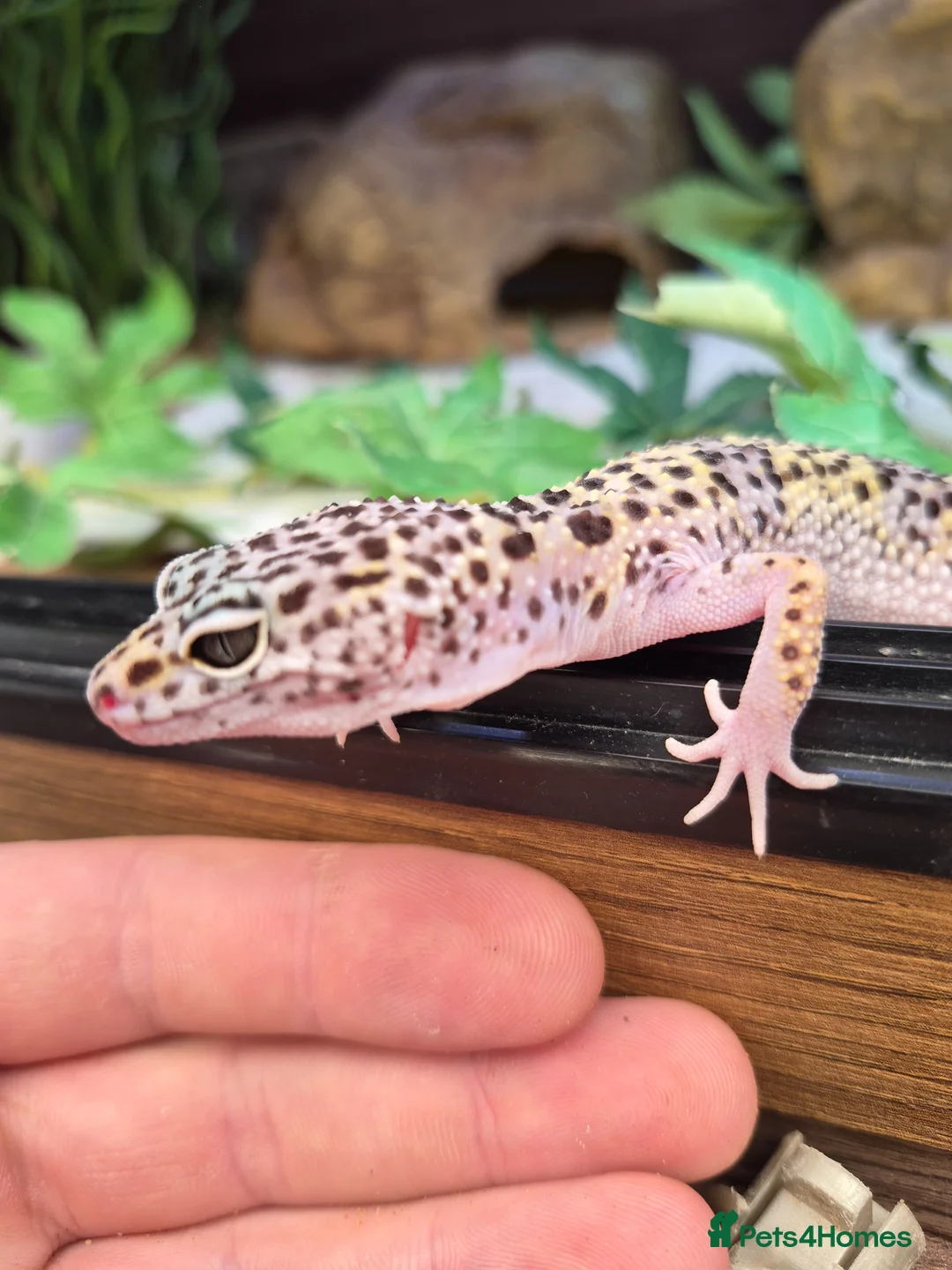 Leopard Gecko reptiles for sale: Various leopard geckos - Advert 1