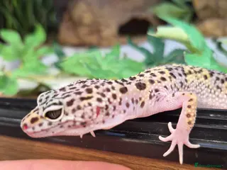 Leopard Gecko reptiles for sale: Various leopard geckos - Advert 2