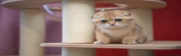 Scottish Fold cats for sale: Scottish fold PEDIGREE ready to leave - Advert 18