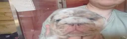 English Bulldog dogs for sale: 5 Generation 5 week old  chunky British  bulldogs  - Advert 9