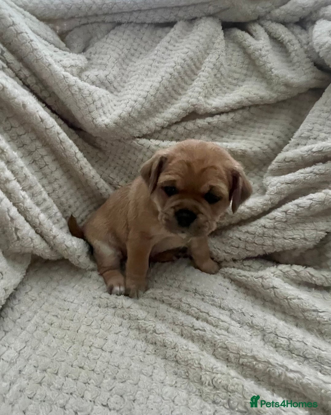 Jug dogs for sale: Jug puppies for sale 4 boys 2 girls 5 weeks old - Advert 5